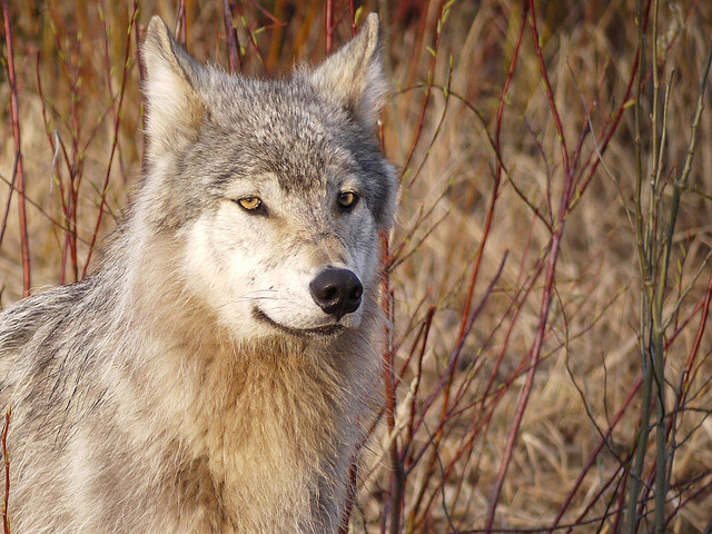 wolveswolves:  Wolf at White River, Yukon by David Cartier 
