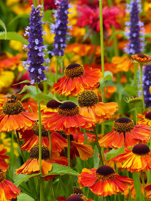 outdoormagic:  Helenium by celerycelery on Flickr. 