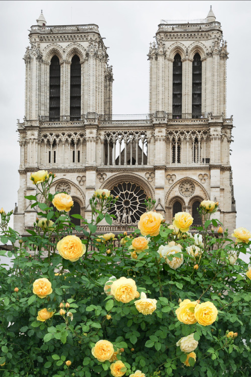 Notre-Dame de Paris, France♡ Paris