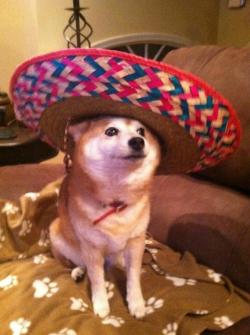 awwww-cute:  Shiba in a sombrero (Source: