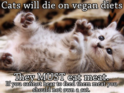 poveglia:  tall-soy-latte:  yes! vegan diets i recommend to people, but not kitties. please feed your animals what they need!  ^^^^^^^^^^^^^^^^^^^^^^^^^^^^ 