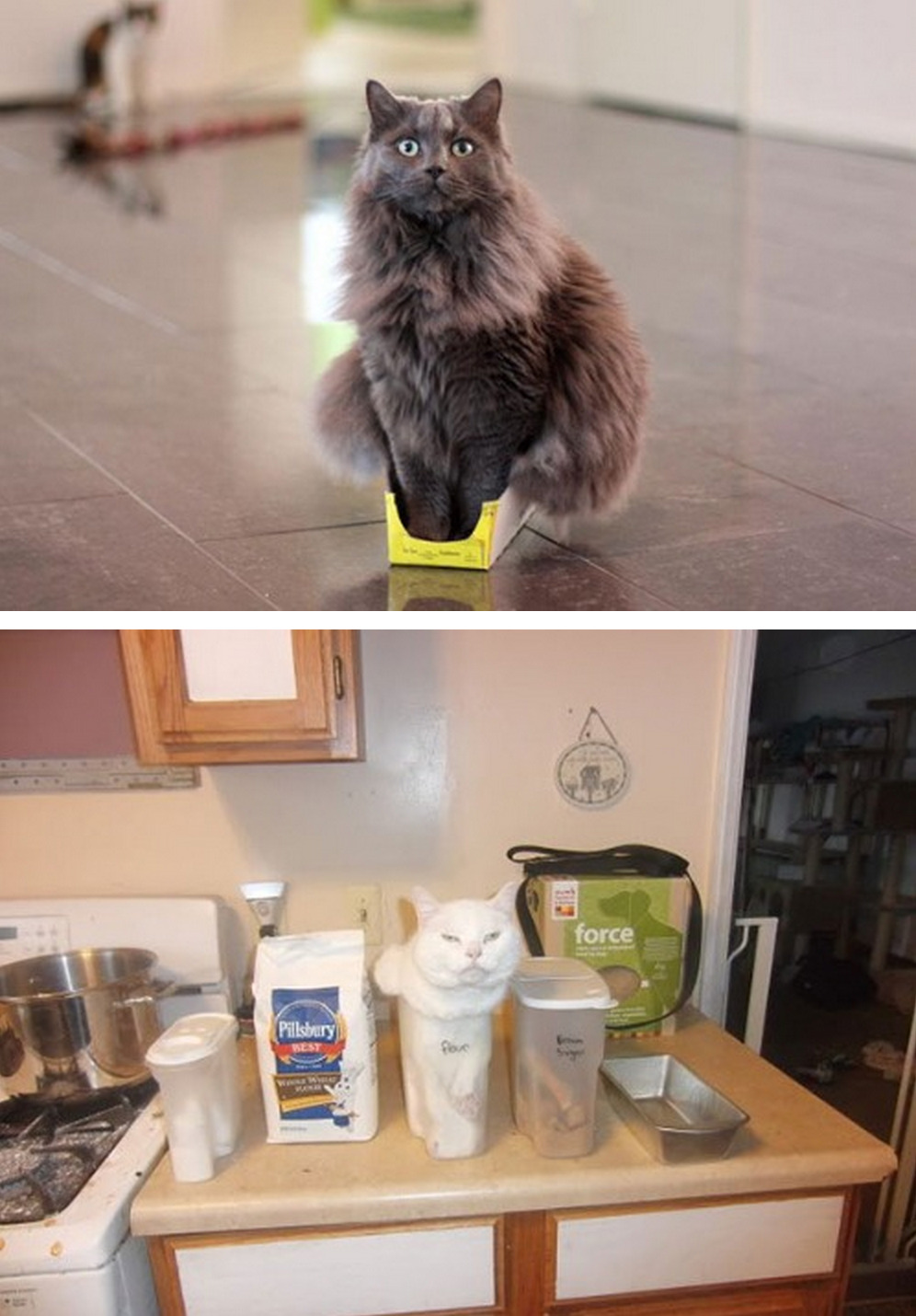 tastefullyoffensive:  If It Fits, I Sits [via]Previously: Cats Stuck in Things 