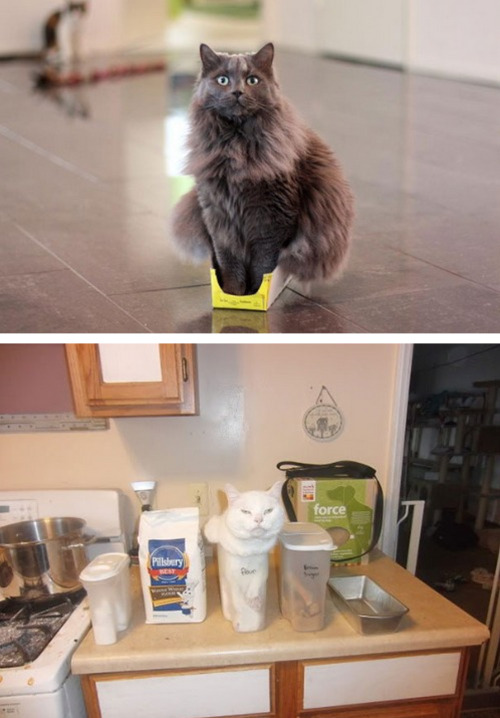 palmist:paigeabendroth:chauvinistsushi:tastefullyoffensive:If It Fits, I Sits [via]Previously: Cats 