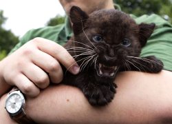 cute-overload:  Baby panthers can be tough