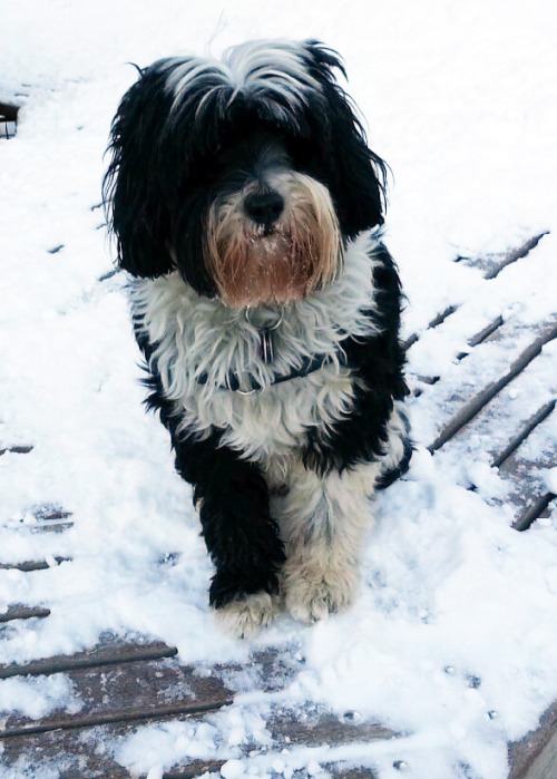 My beloved Charlie the Tibetan Terrier in the snow at the Washington Square Park Dog Run.