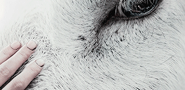 tumblr_pgvbw9eYIr1v5bo30o2_400.gif