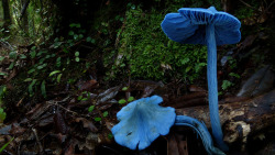 90377:  Entoloma hochstetteri by New Zealand Wild on Flickr. 