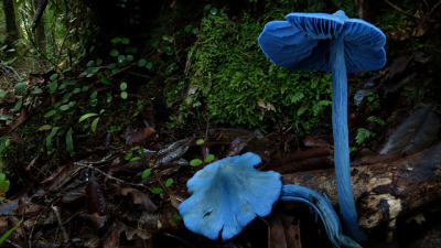 90377:
“ Entoloma hochstetteri by New Zealand Wild on Flickr.
”