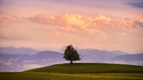 Solitary TreeSolitary TreeView Post