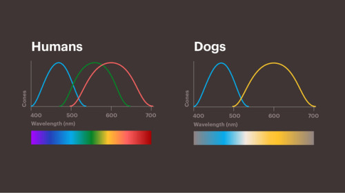 Humans have 3 cones in our eyes for red, green and blue that let us see a spectrum of colors. Dogs o