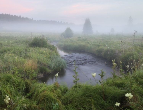 foggy field