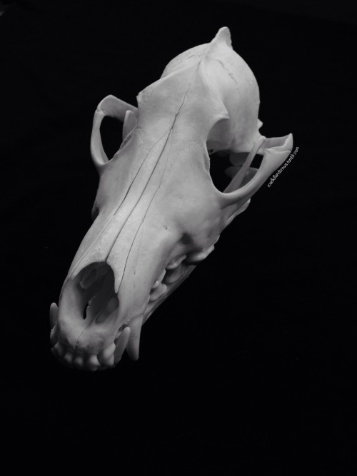 roadkillandcrows:  Muntjac, Chinese water deer and coyote skull. 