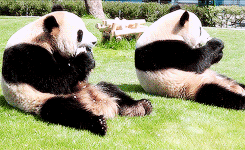  Twins Kaihin and Youhin at Adventure World in Wakayama, Japan, on April 13, 2013. x 