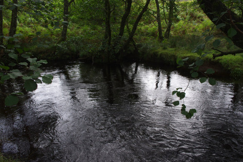 Alders on the banks of River Finart, Argyll, UK.