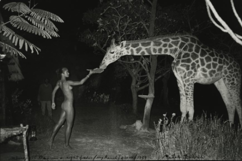 vom-zauber-der-weihe: Peter Beard Beyond Gauguin Night Giraffe Feeding, 1998