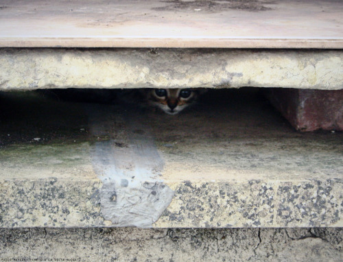 magical-meow:cat me if you can by Paolo MargariVia Flickr: