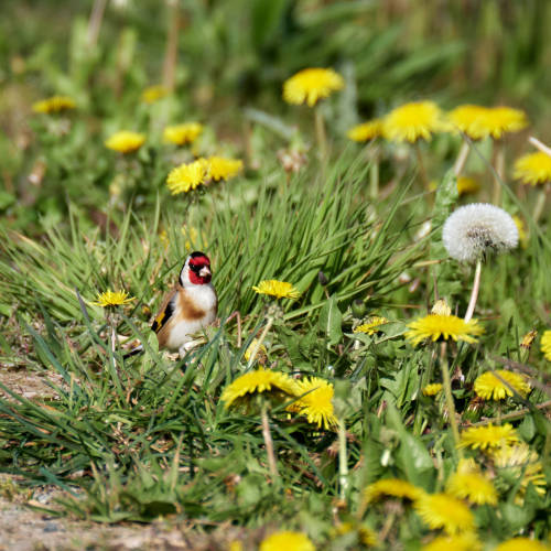 besidethepath:Dandelion as a salad? Crazy people, the seeds are where the nutrients are!