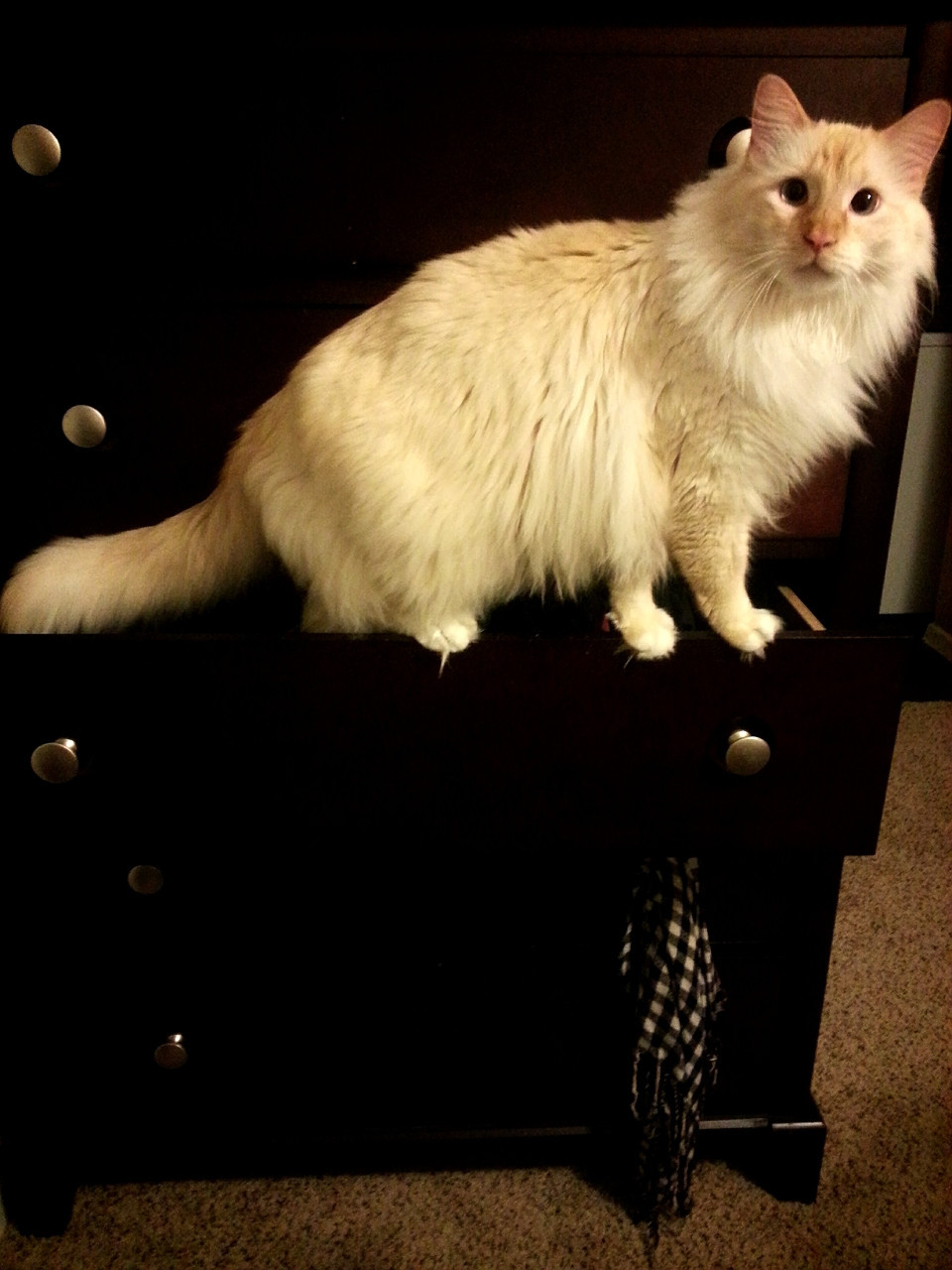 cute-overload:  He’s always shocked to realize he can’t fit in certain places