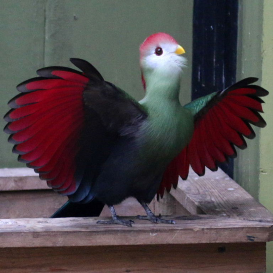 birdologist:  markpellegrino-ing:  birdologist:  this bird does not look real  does anyone know if this bird is real and what it is  It is, it’s a red-crested turaco. 