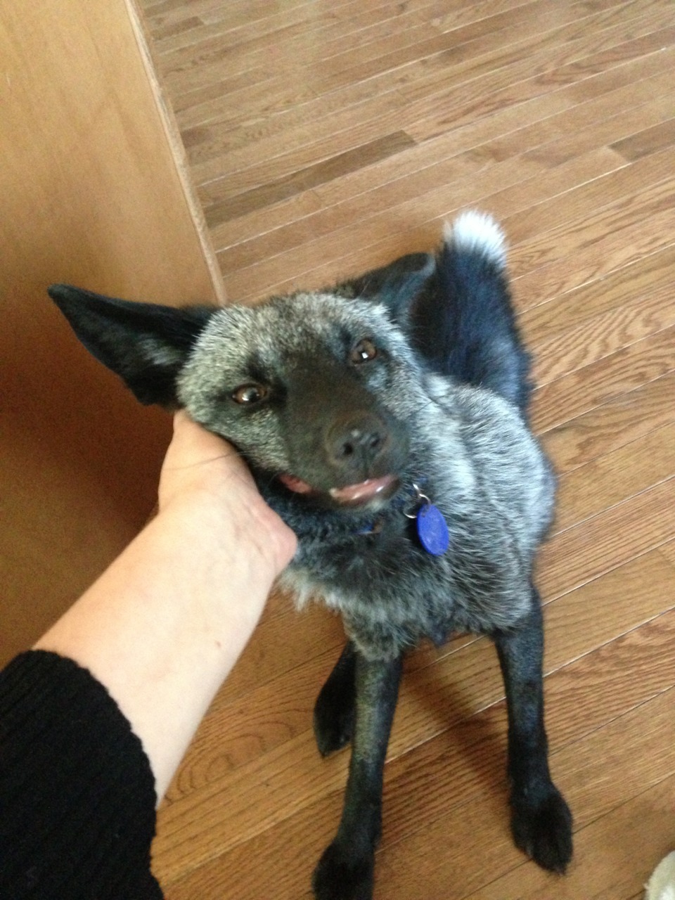 sea-dilemma:  solidgoldleg:  maythefoxbewithyou:  Sometimes when I’m having a bad