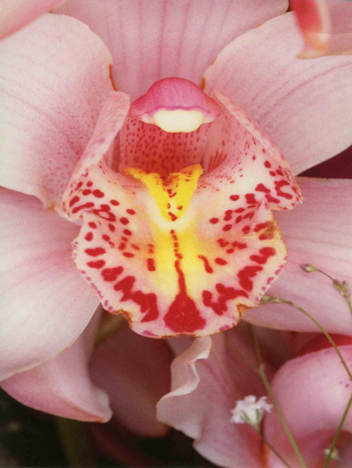 Flowers, Photo By Nobuyoshi Araki, 1985