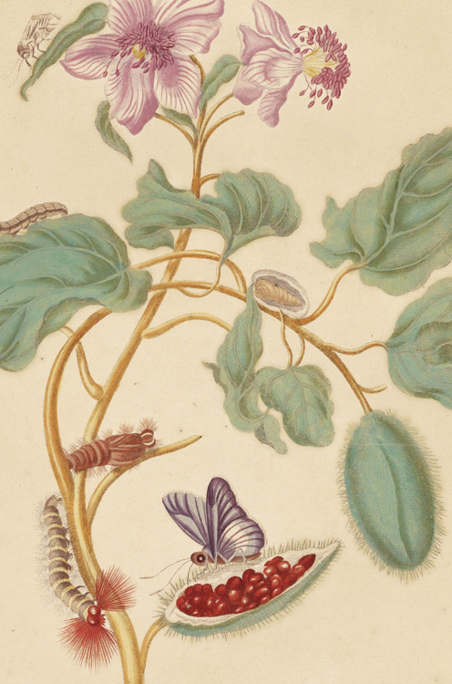 Maria Sibylla Merian made a life’s work out of scientific illustration. Her images remain some