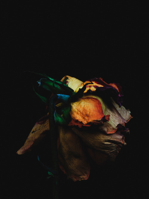 Billy Kidd (American, b. 1980, Panama City, FL, based Brooklyn, NY, USA) - From Decaying Flowers ser