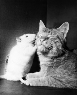 natgeofound:Cat and white rat abide in peace.