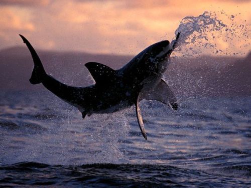 wafflesex:  I like how dolphins breach with such vivacity whales breach with grace