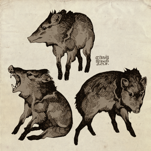 canisalbus: Some peccaries