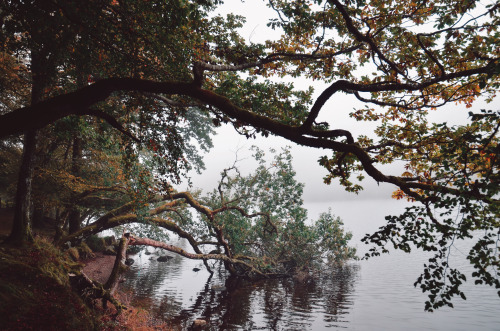 carpe-noctvm:Foggy morning, Scotland / October, 2019