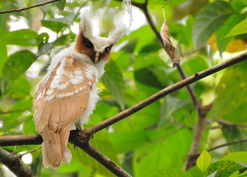 owlopedia:Juvenile Crested owl (Lophostrix cristata) - Christian NunesClassified as Least Concern by