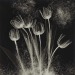 x-heesy:Yasuzō Nojima (1889-1964) is a Japanese photographer, especially well-known