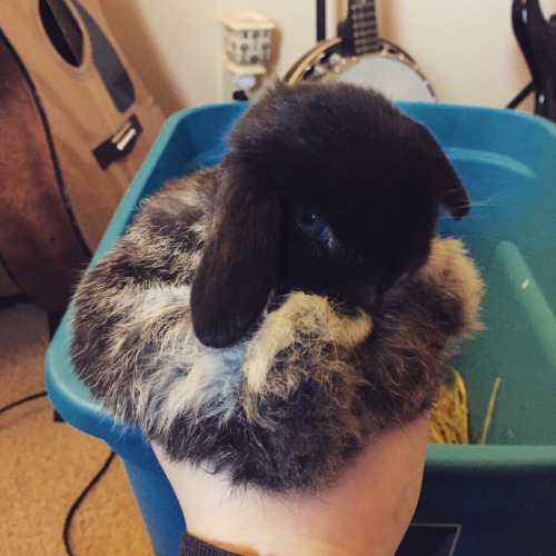 worldofthecutestcuties:  New member of the family… Meet Cuddles! :)