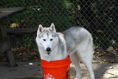 a-giant-spider: you laugh at me because i’m in a bucket… i laugh at you because  y