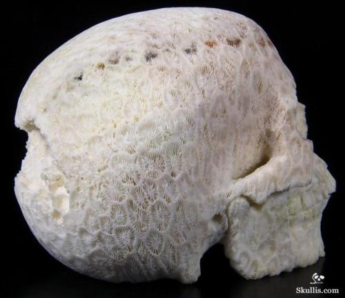 girlgrowingsmall:mineralists:White Coral has made this carved skull just a little bit creepy!I don’t