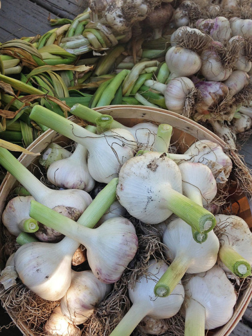 hqcreations:Mid-Summer Garlic Harvest!This has been our most successful garlic harvest to day. This 