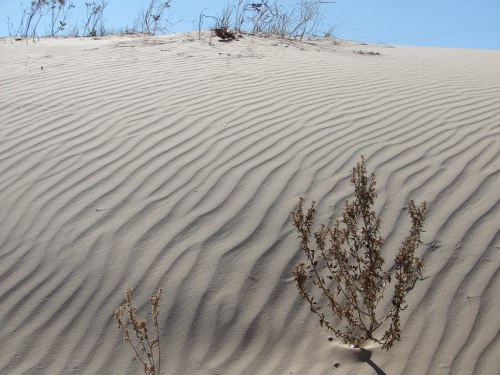 How do sand dunes move?Sand dunes are mostly coastal phenomena, formed as small bits of sediment are