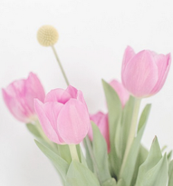 eo-nni-blog: pink tulips & confetti