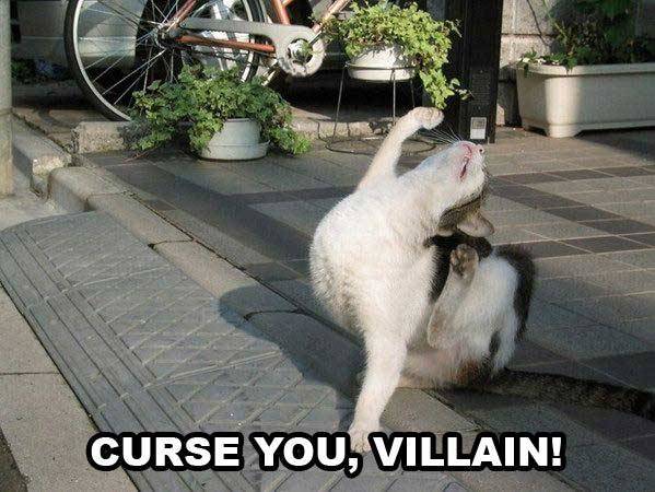 seananmcguire: sophiaslittleblog:  tzikeh:  owl-librarian:  sasgalula:  coolcatgroup: