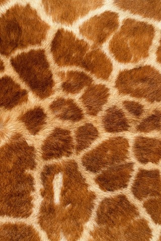 Rothschild Giraffe stimboard for anon &lt;3Cr: [ x - x - x ]  [ x - x ] [ x - x - x ]
