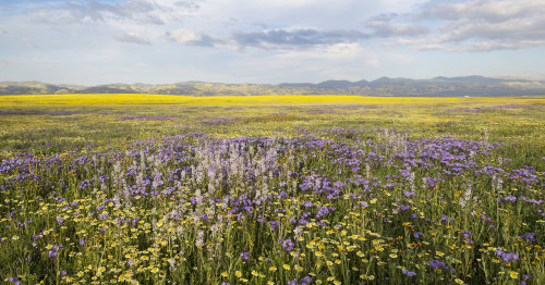 expressions-of-nature:Carrizo Plain, CA by Marlin Harms