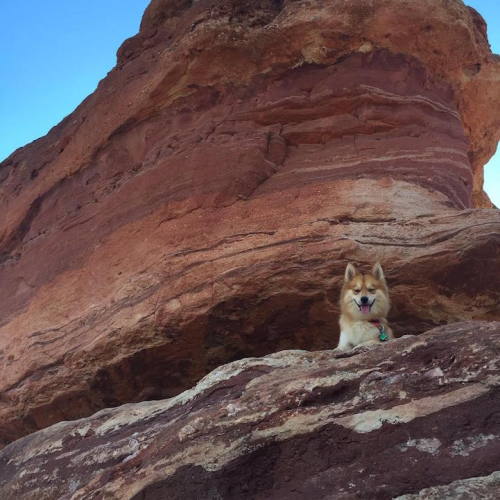 mymodernmet:Adorable “Pomsky” Pup is the Stunning Hybrid of a Pomeranian and Husky