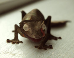 fyeahgeckos:  [x] Leaf-Tail Geckos 