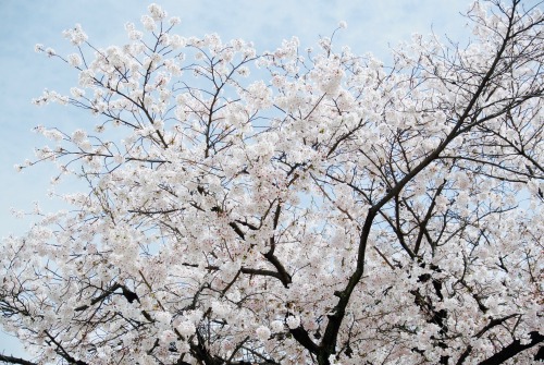 Cherry Blossom in Hiroshima