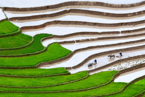 shutterstock:  Terraced rice fields in Yen Bai, Vietnam Photo by: Michael Hero
