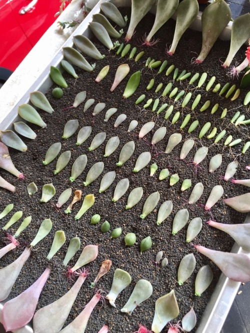 cactusandrain: Anddd this is why I have so many tiny plants now