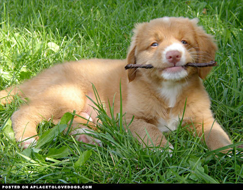 aplacetolovedogs:  Adorable Nova Scotia Duck Tolling Retriever puppy proud of his