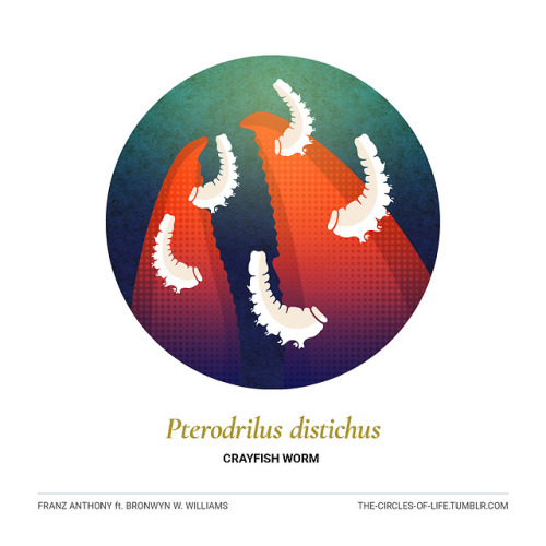 the-circles-of-life:  Pterodrilus distichusCrayfish Worm ft. Bronwyn W. Williams Bronwyn enjoys show