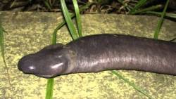 thatoneguyzach:  unexplained-events:  Atretochoana Eiselti This suggestive-looking, eyeless animal is called the penis snake or Atretochoana eiselti. It is a large, presumably aquatic, caecilian amphibian with a broad, flat head and a fleshy dorsal fin